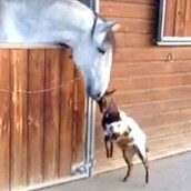 Ένα μικρό κατσικάκι κάνει νάζια σε ένα άλογο: το πιο χαριτωμένο πράγμα που είδαμε εδώ και μέρες!