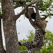Η σπάνια καταγραφή του κανιβαλισμού των λεοπαρδάλεων