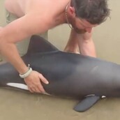 O "ήρωας" της ημέρας απλά έκανε το αυτονόητο - Αφιέρωσε 1 λεπτό για να σώσει ένα μωρό δελφίνι