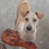 Περαστικός δίνει φαγητό σε πεινασμένο σκυλί και το καταγράφει πού πάει τρέχοντας