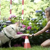 Τα κακοποιημένα ζώα αργούν να ανακάμψουν και να εμπιστευτούν