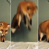 Σεντόνι ή χιόνι; Η αλεπού Juniper χοροπηδάει στο κρεβάτι μπερδεμένη