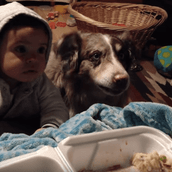 Όταν ο σκύλος λέει "μαμά" και αφήνει πίσω του τον μπέμπη της οικογένειας