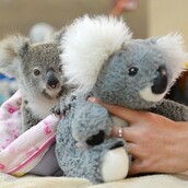 Ορφανό κοάλα ξεπερνά το σοκ της απώλειας της μητέρας του χάρη σε ένα άλλο λούτρινο κοάλα