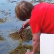 Μια γυναίκα πλήρωσε εκατοντάδες δολάρια για να σώσει τη ζωή ενός αστακού που αγόρασε από ντελικατέσεν