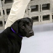 Η CIA «απέλυσε» έναν σκύλο επειδή αντί να εντοπίζει εκρηκτικά και βόμβες προτιμούσε το παιχνίδι