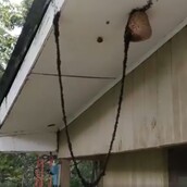 Αυτό είναι μια γέφυρα από χιλιάδες μυρμήγκια προς μια σφηκοφωλιά με σκοπό να τη λεηλατήσουν