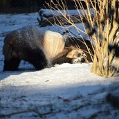 Τα panda χαίρονται πολύ το χιόνι στην Ουάσιγκτον