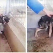 Ένας κακοποιημένος σκύλος δέχεται τρυφερό χάδι για πρώτη φορά