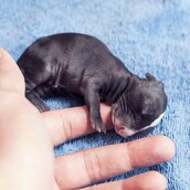 Τα μωρά κουνέλια που μεγαλώνουν θα σε κάνουν απλά να λιώσεις