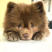 Εγκατέλειψαν ένα πομεράνιαν γιατί ήταν «πολύ μεγάλο για να πουληθεί». Τώρα μάλλον το μετανιώνουν.