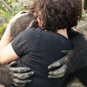 Ο Ponso, ο πιο μοναχικός χιμπαντζής του πλανήτη, εγκαταλείφθηκε σε ένα νησί αλλά λατρεύει τις αγκαλιές