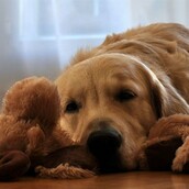 Η μυρωδιά σας ίσως είναι το μυστικό για να λύσετε το πρόβλημα του αποχωρισμού με τον σκύλο σας