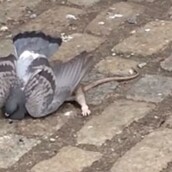 Ο αρουραίος που μάχεται με ένα περιστέρι είναι το βίντεο που έχει φρικάρει το ίντερνετ