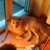 Αίσιο τέλος για τον "Χάτσικο" από το Κουκάκι που περίμενε τον νεκρό ιδιοκτήτη του έξω από το σπίτι