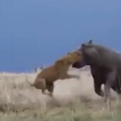 Γιατί ακόμη και ένα λιοντάρι δεν πρέπει να τα βάζει με ιπποπόταμο