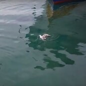 Απίστευτο βίντεο κατέγραψε έναν τόνο να καταπίνει έναν γλάρο - Όμως στο τέλος έχει ανατροπή!