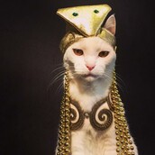 Ηaute Cature: Το instagram με τις πιο μοδάτες γάτες