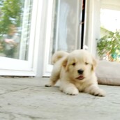 Λίγα σκυλάκια για να πάει καλά η μέρα― η κορυφαία συλλογή του 2016