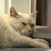 Μια ατρόμητη γάτα έβγαλε νοκ άουτ 7 πιτ - μπουλ και γίνεται viral!