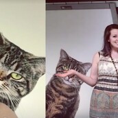 Γάτες κατέλαβαν τον Υπόγειο του Λονδίνου