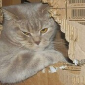 Αll cats are bastards