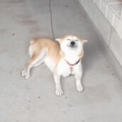 Πώς θα καταλάβεις αν είσαι έτοιμος να αποκτήσεις έναν σκύλο για κατοικίδιο; Ένας εκπαιδευτής απαντά.