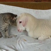 Αυτά τα μικρά αρνάκια είναι ό,τι χρειάζεστε σήμερα!