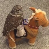 Το πιο τέλειο ζώο που θα δείτε σήμερα στο ίντερνετ είναι αυτή η κουκουβάγια - σερίφης