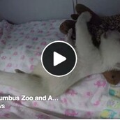 Όλοι λατρεύουν αυτήν την νυσταγμένη πολική αρκουδίτσα