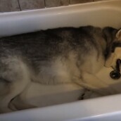 Αυτός ο σκύλος κάνει σα μωρό, και είναι ξεκαρδιστικός! (ΒΙΝΤΕΟ)