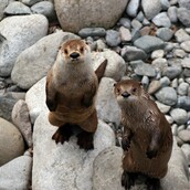 Δείτε γιατί οι βίδρες θεωρούνται από τα ευφυέστερα ζώα που υπάρχουν