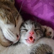 Aυτο το Σαββατοκύριακο, οι καταπληκτικές γάτες που ψάχνουν σπίτι θα είναι στο All About Cats