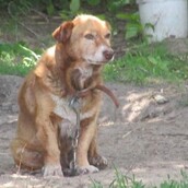 Βόλτες, χάδια και μαλακό κρεβάτι: Η σκυλίτσα που ήταν δεμένη για 12 χρόνια λίγο πριν πεθάνει έκανε τα πάντα