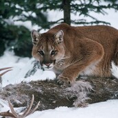 Το ζώο που «ευθύνεται» για πάνω από 200 θανάτους Αμερικανών ετησίως δεν είναι αυτό που φαντάζεσαι