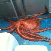 Τα χταπόδια αποκλείεται να είναι απ΄αυτόν τον πλανήτη ?