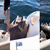 H απίστευτη φώκια που πήδηξε στη βάρκα ανθρώπων για να γλιτώσει από φάλαινες δολοφόνους