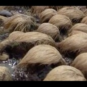 Κανάλι ανακάλυψε το μυστικό μέρος όπου φυτρώνουν τα μαλλιά του Τραμπ