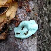 Υπάρχει ομορφιά στις πατημένες τσίχλες;