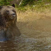 Έχεις ξαναδεί αρκούδες να κάνουν μπάνιο;