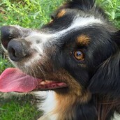 Ο απίθανος Tobby με την παράξενη μουσούδα και τις δύο "μύτες"