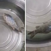 Το κατεψυγμένο ψάρι που ζωντάνεψε! Ηοax ή θαύμα της φύσης;