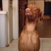 «Ποιος το έκανε αυτό;!»: ένοχα σκυλιά σε ξεκαρδιστικές στιγμές ντροπής