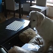 Πώς ένας σκύλος παύει να είναι ο καλύτερος φίλος του ανθρώπου!