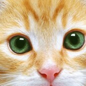 100 χρόνια γατίσιας ομορφιάς― τι αλλάζει ανά δεκαετία