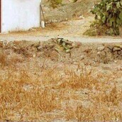 Μπορείτε να βρείτε το γατάκι;