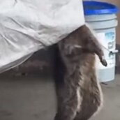 Αυτό το ρακούν πεθαίνει από ασφυξία, μέχρι που εμφανίζεται ο σωτήρας του