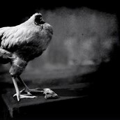 To ακέφαλο κοτόπουλο που έζησε δυο χρόνια μετά τον αποκεφαλισμό του..!