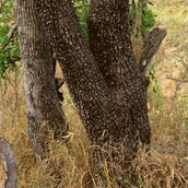 Μπορείτε να βρείτε τον ύπουλο επισκέπτη σ' αυτή την εικόνα;