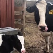 Η αγελάδα που δραπέτευσε από το σφαγείο γέννησε λίγο μετά το μοσχαράκι της